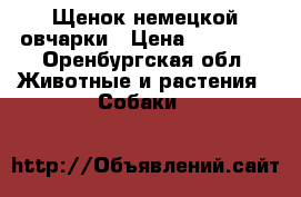 Щенок немецкой овчарки › Цена ­ 10 000 - Оренбургская обл. Животные и растения » Собаки   